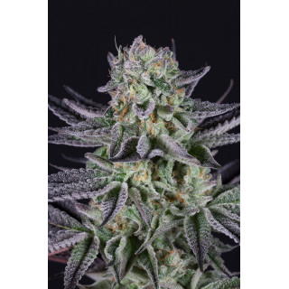 Blueberry Cookies - Féminisée - Dinafem Seeds