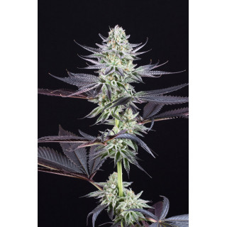 Blueberry Cookies - Féminisée - Dinafem Seeds - Graines de collection
