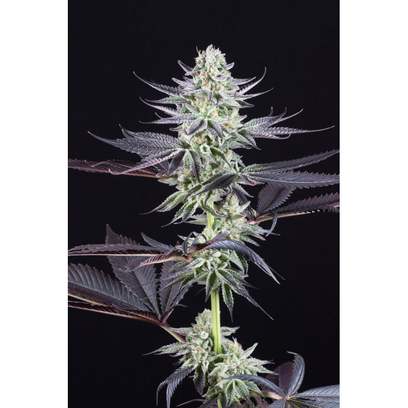 Blueberry Cookies - Féminisée - Dinafem Seeds - Graines de collection