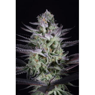 Blueberry Cookies - Féminisée - Dinafem Seeds - Graines de collection