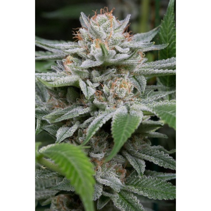 Gorilla - Féminisée - Dinafem Seeds - Graines de collection