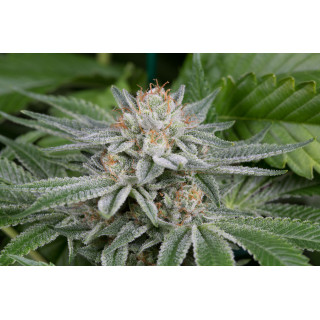 Gorilla - Féminisée - Dinafem Seeds - Graines de collection