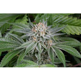 Gorilla - Féminisée - Dinafem Seeds - Graines de collection