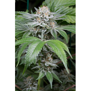 Gorilla - Féminisée - Dinafem Seeds - Graines de collection