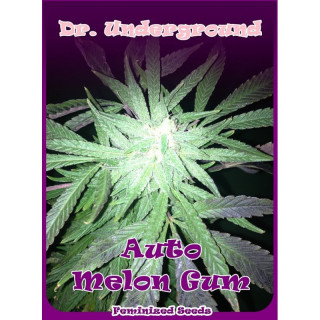 Auto Melon Gum - Dr Underground - Graines de Collection