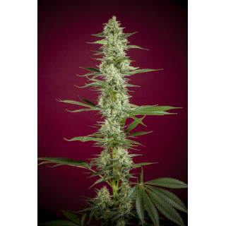 O'Haze Red - Féminisée - Reggae Seeds - Graines de Collection