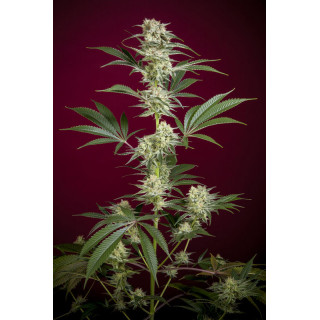 O'Haze Red - Féminisée - Reggae Seeds - Graines de Collection