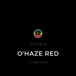 O'Haze Red - Féminisée - Reggae Seeds - Graines de Collection