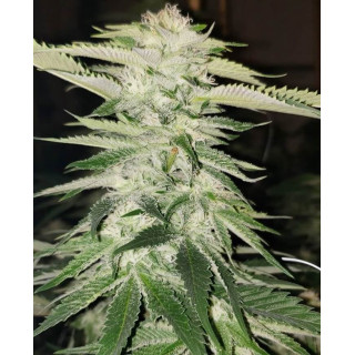 Pucker Punch - Regular - Jinxproof Genetics - Graines de Collection