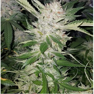 Pucker Punch - Regular - Jinxproof Genetics