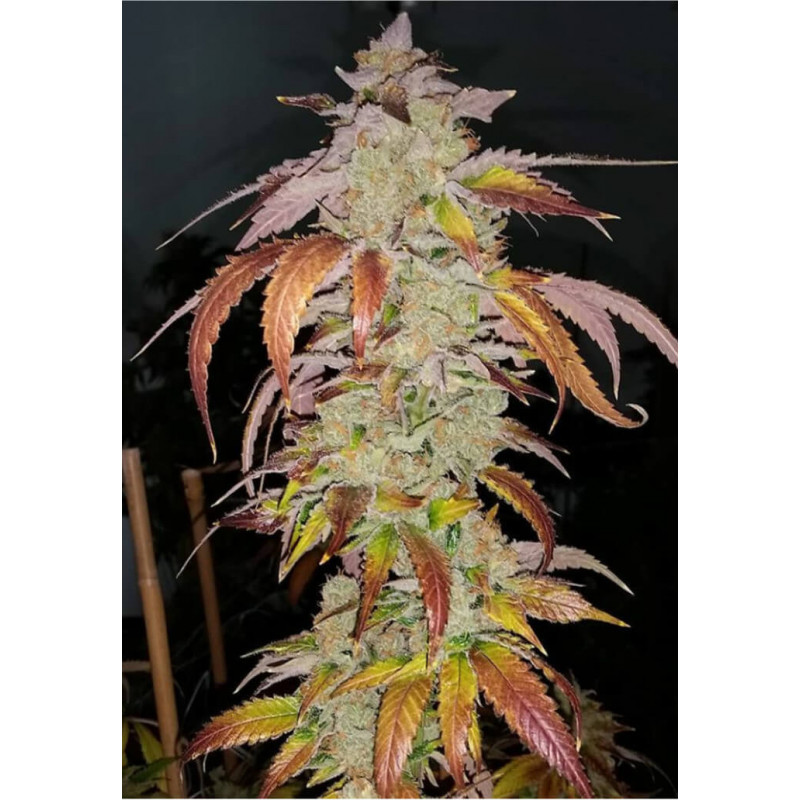 Cookie Puss - Regular - Jinxproof Genetics - Graines de Collection