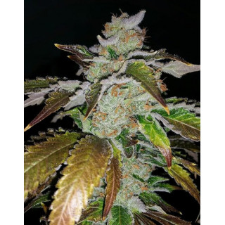 Cookie Puss - Regular - Jinxproof Genetics - Graines de Collection