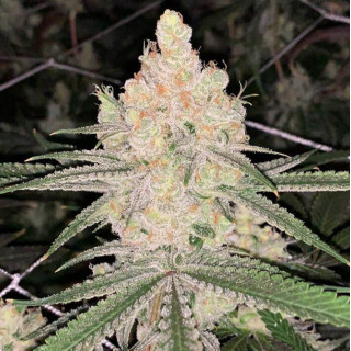 Cookie Puss - Regular - Jinxproof Genetics - Graines de Collection