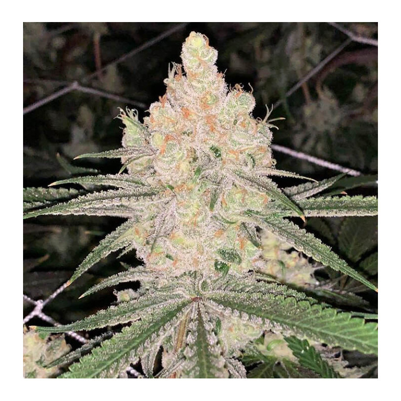 Cookie Puss - Regular - Jinxproof Genetics - Graines de Collection