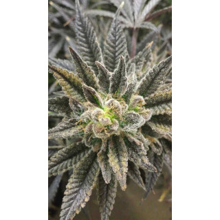 Best Friend OG - Regular - Jinxproof Genetics - Graines de Collection