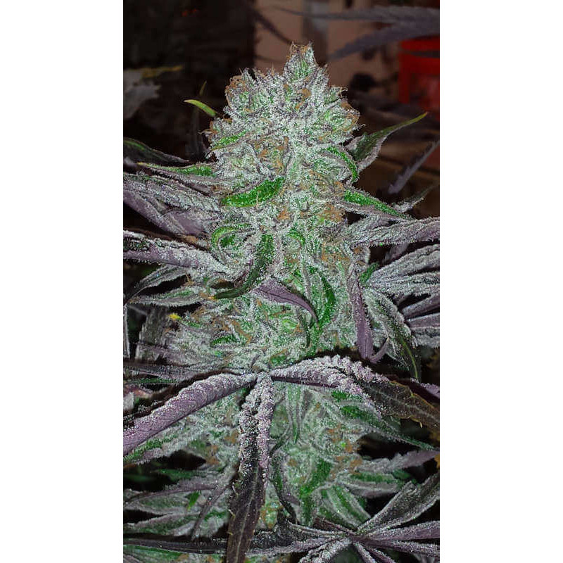 Best Friend OG - Regular - Jinxproof Genetics - Graines de Collection