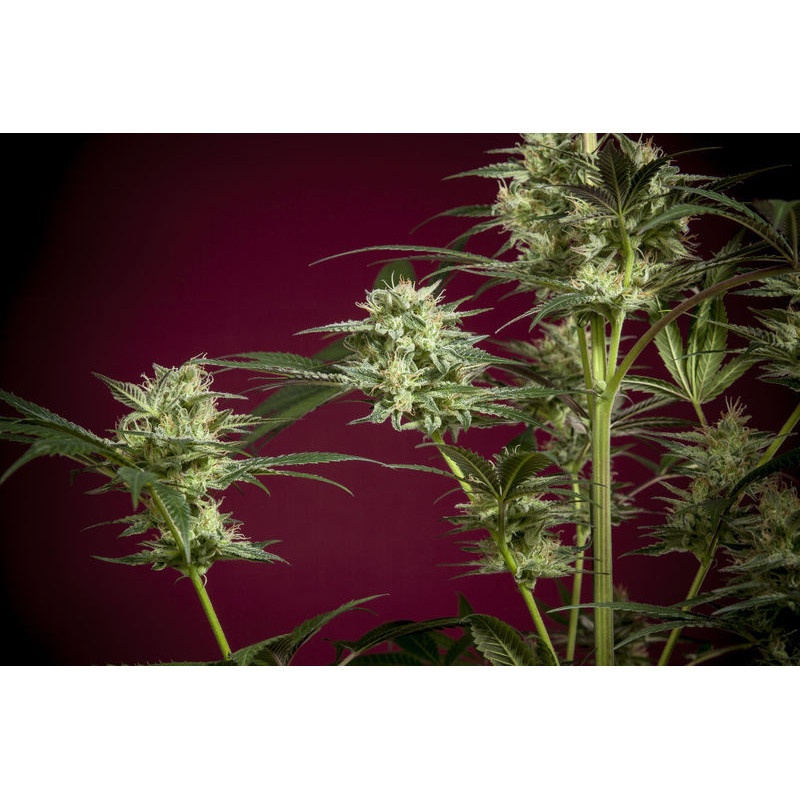 Sra. Amparo - Féminisée - Reggae Seeds - Graines de Collection