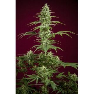 Sra. Amparo - Féminisée - Reggae Seeds - Graines de Collection