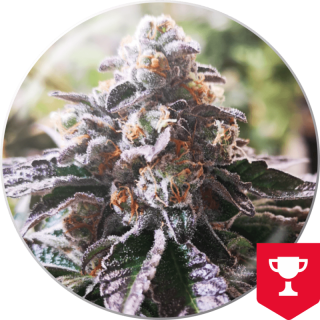 Cookies Purple Punch - Féminisée - Medical Seeds - Graines de Collection