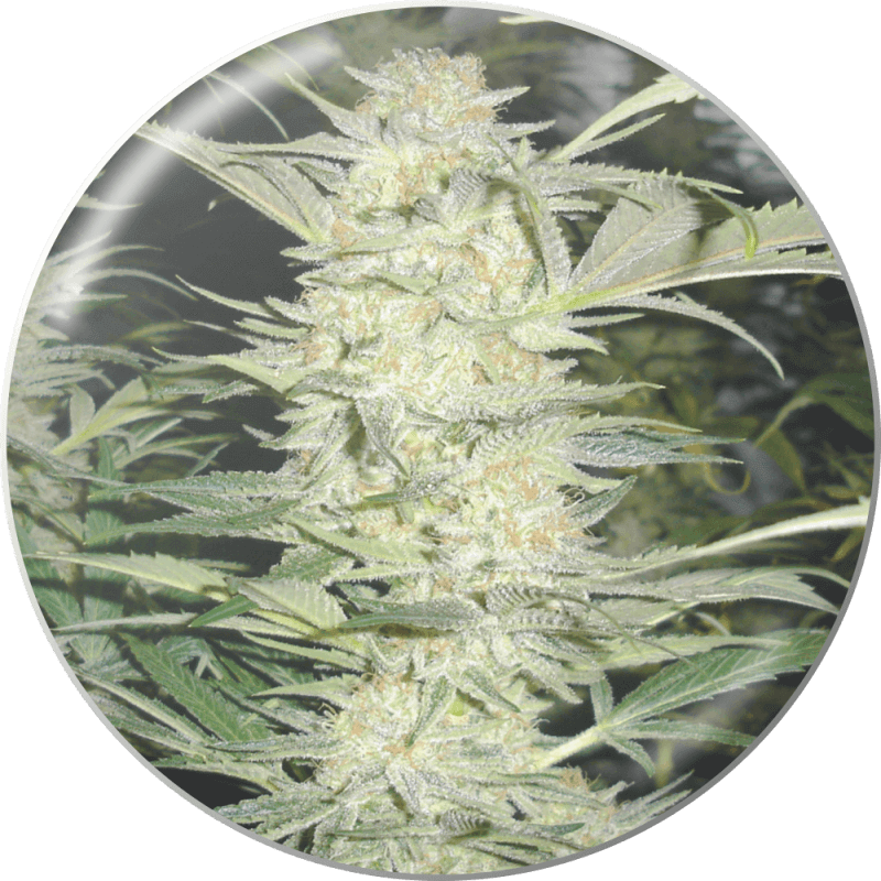 White Widow - Féminisée - Medical Seeds - Graines de Collection