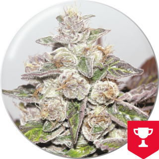 Mendocino Purple Kush - Féminisée - Medical Seeds - Graines de Collection