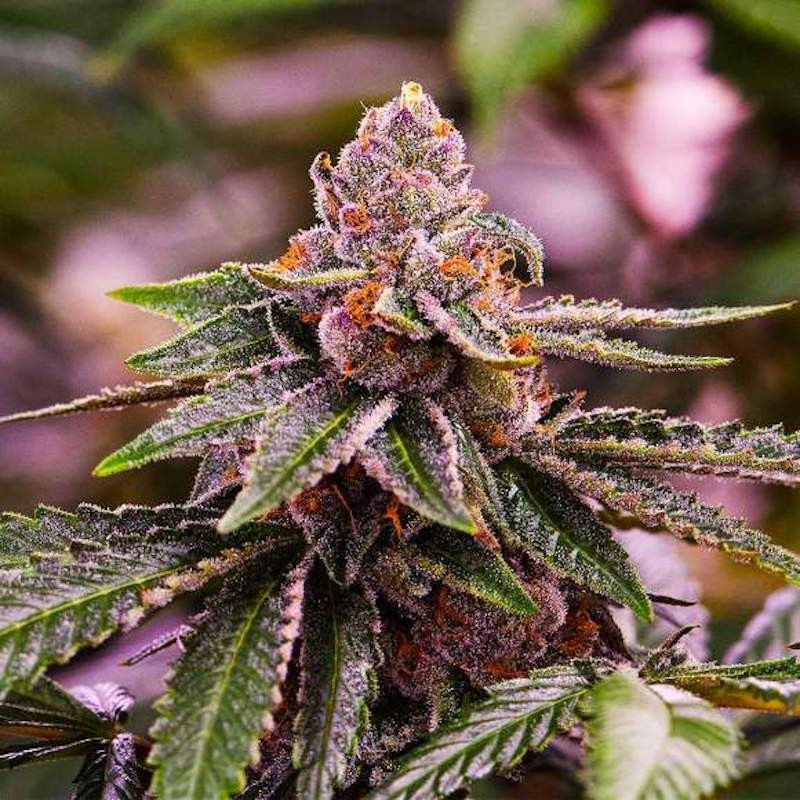 Girl scout cookies - blimburn american genetics Girl scout cookies - blimburn american genetics