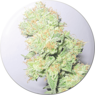 Y Griega CBD - Féminisée - Medical Seeds - Graines de Collection