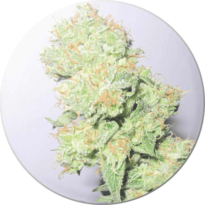 Y Griega CBD - Féminisée - Medical Seeds - Graines de Collection