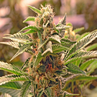Sour Diesel - Féminisée - Blimburn Seeds - Graines de Collection