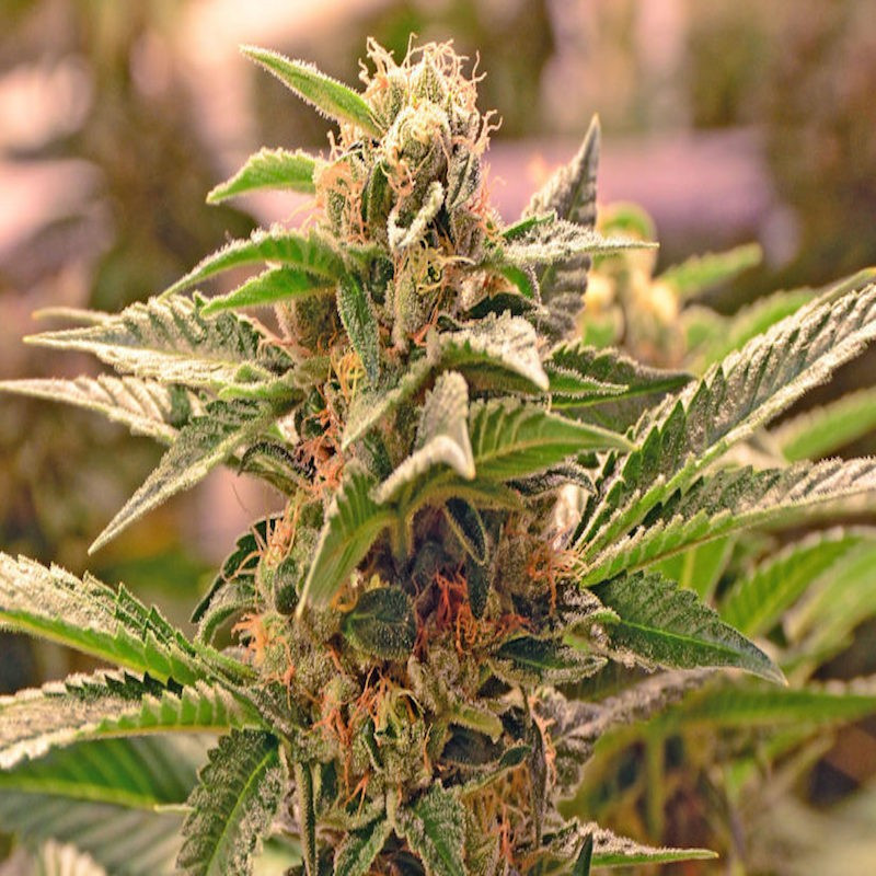 Sour Diesel - Féminisée - Blimburn Seeds - Graines de Collection