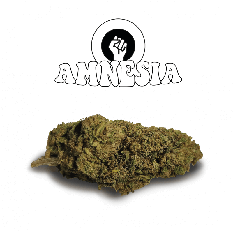 Amnesia - Green Evolution - Fleurs de CBD Amnesia - Green Evolution - Fleurs de CBD