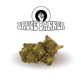 Bruce Banner - Green Evolution - Fleurs de CBD