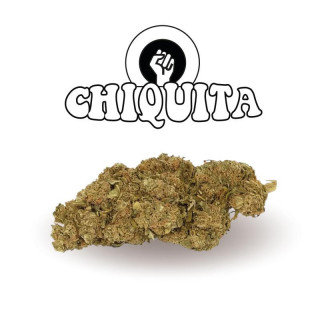 Chiquita Banana - New Version - Green Evolution - Fleurs de CBD