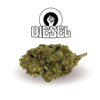 Diesel - New Version - Green Evolution - Fleurs de CBD
