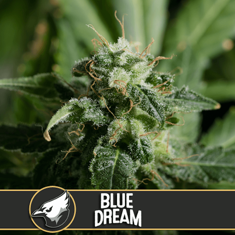 Blue dream blimburn american genetics