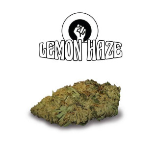 Lemon Haze - Fleurs de CBD - Happy Flowers
