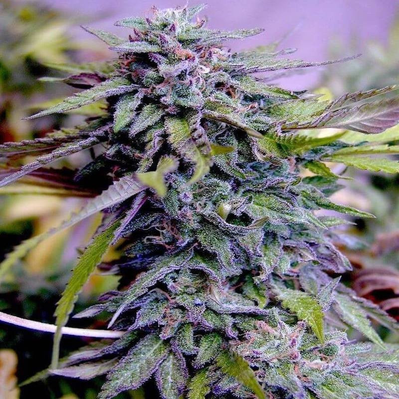 American Genetics Grandaddy Purple - Féminisée - Blimburn American Genetics Grandaddy Purple - Féminisée - Blimburn