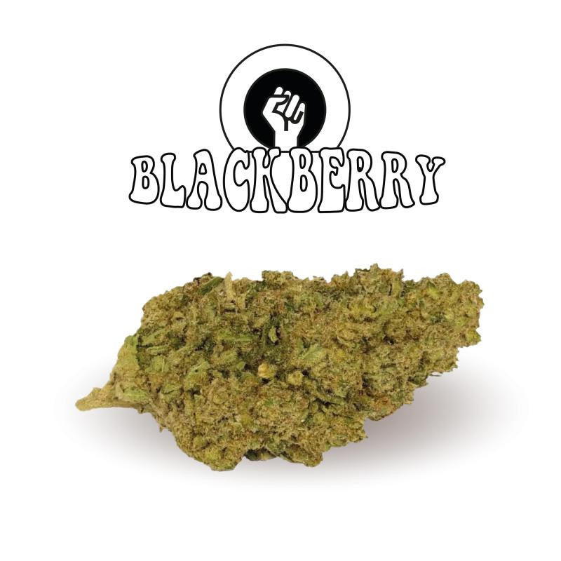 Black Berry - New Version - Green Evolution - Fleurs de CBD