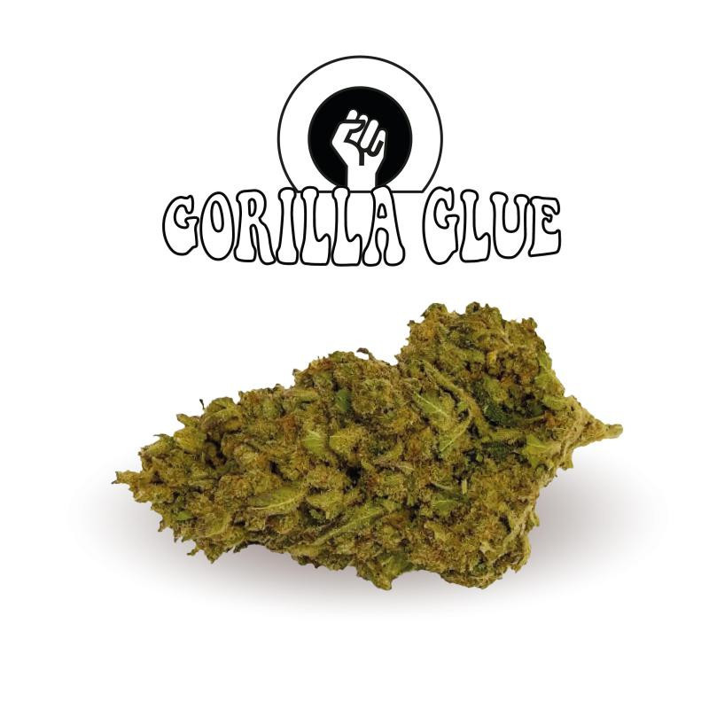 Gorilla - New Version - Green Evolution - Fleurs de CBD