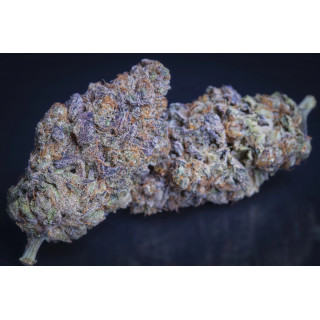 Sweetopia - Féminisée - Paradise Seeds - Graines de collection