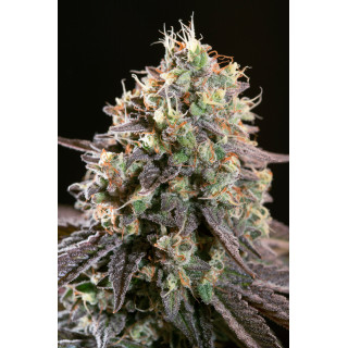 Purple Mints - Féminisée - Paradise Seeds - Graines de collection