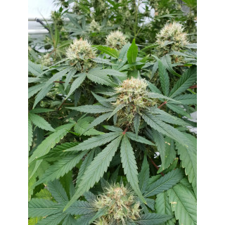 Stromboli - Auto - Paradise Seeds - Graines de collection