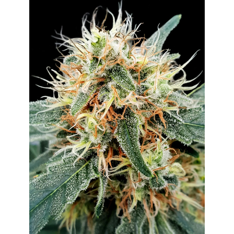 Stromboli - Auto - Paradise Seeds - Graines de collection