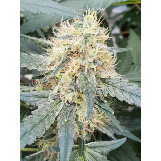 Stromboli - Auto - Paradise Seeds - Graines de collection