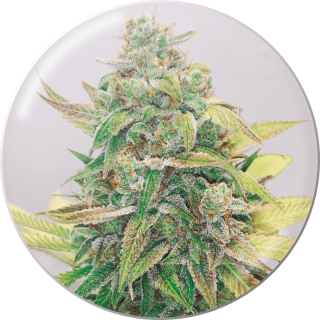 Strawberry Cake CBD - Féminisée - MedicalSeedsco - Graines de collection