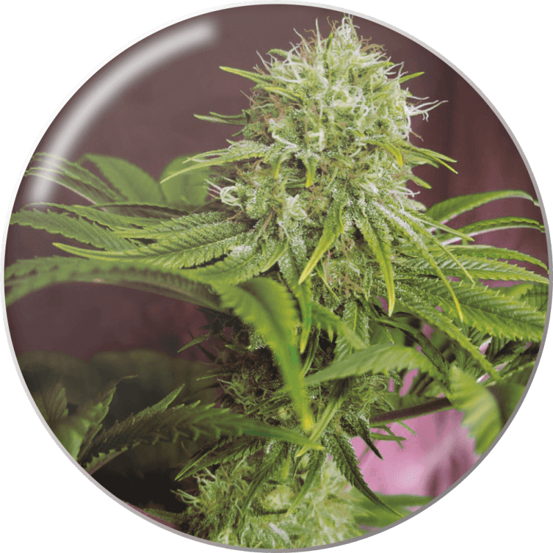 Elixir Vitae CBD - Féminisée - Medical Seeds - Graines de collection