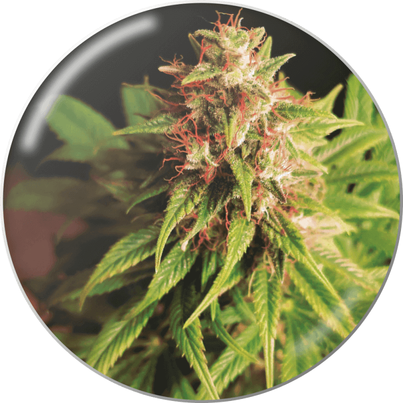 Red Cross CBD - Féminisée - Medical Seeds - Graines de collection