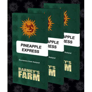 Pineapple Express - Barney's Farm