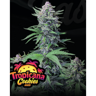 Tropicana Cookies Auto - FastBuds - Graines de collection