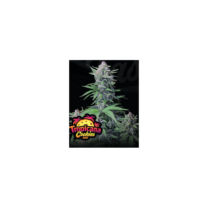 Tropicana Cookies Auto - FastBuds - Graines de collection